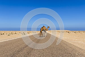 Dromedary