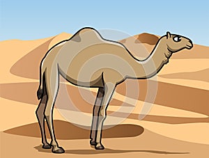 Dromedary in the desert