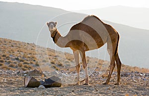 Dromedary in the desert