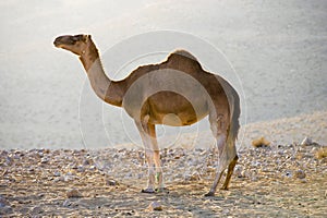 Dromedary in the desert