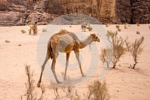 Dromedary in the desert