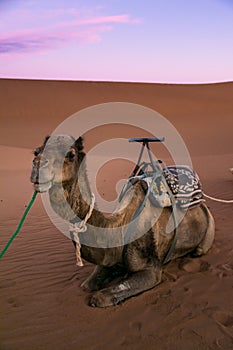 Dromedary on the desert dune of Erg Chigaga, at the gates of the Sahara, at dawn. Morocco. Concept of travel and adventure