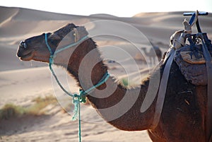 Dromedary. Erg Chebbi, Sahara, Morocco