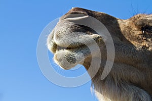 Dromedary face