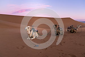 Dromedary group on the desert dune of Erg Chigaga, at the gates of the Sahara, at dawn. Morocco. Concept of travel and adventure