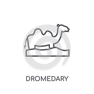 Dromedary linear icon. Modern outline Dromedary logo concept on