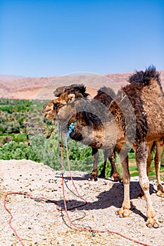 dromedary in the Moroccan desert