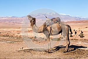 Dromedary in Morocco