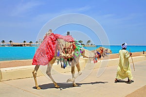 DROMEDARY NEXT TO THE BEACH IN EGYPT photo