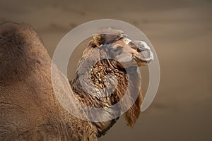 Dromedary or One-humped Camel