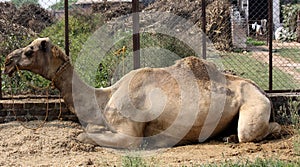 Dromedary or One-humped Camel (Camelus Dromedarius) resting by the fence : (pix Sanjiv Shukla)