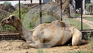 Dromedary or One-humped Camel (Camelus Dromedarius) resting by the fence : (pix Sanjiv Shukla)