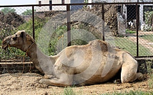 Dromedary or One-humped Camel (Camelus Dromedarius) resting by the fence : (pix Sanjiv Shukla)