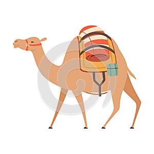 Dromedary, One Humped Camel with Saddle and Load, Side View Vector Illustration