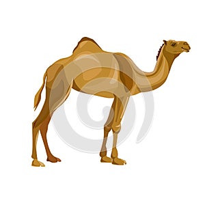 Dromedary camel vector photo