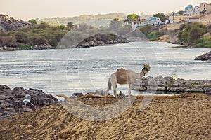 A dromedary overlooking the Nile photo