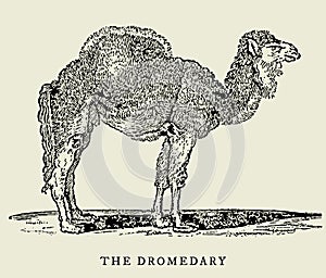 The dromedary in profile view. Illustration