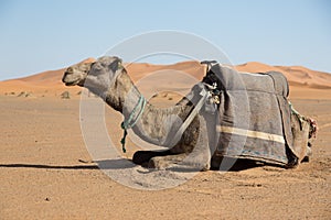 Dromedary resting on his knees