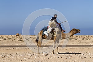 Dromedary shepherd