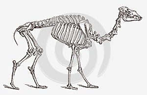 Dromedary skeleton in profile view
