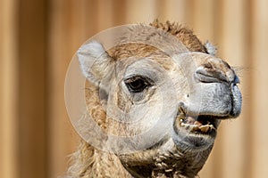 Dromedary or Somali or Arabian camel Camelus dromedarius