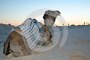 Dromedary at Sunset