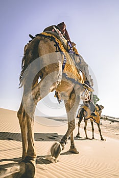 Dromedary with tourist in the thar desert