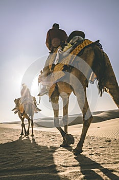 Dromedary with tourist in the thar desert