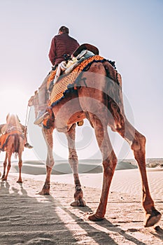 Dromedary with tourist in the thar desert