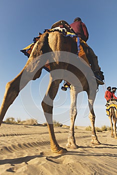 Dromedary with tourist in the thar desert