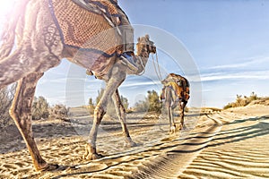 Dromedary with tourist in the thar desert