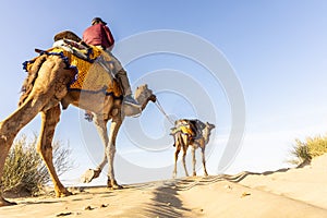 Dromedary with tourist in the thar desert