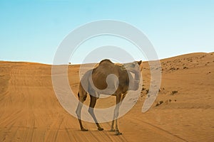 Dromedary walking through desert dunes wahiba sands at sunset Oman