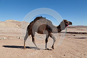 Dromedary in the Sahara desert