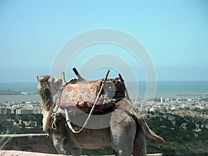 Dromedary watching the sea and the city of Essaouira, Morocco