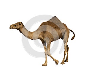 Dromedary on white background