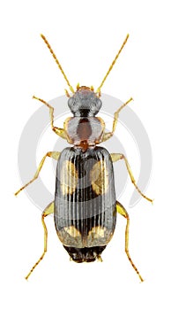 Dromius quadrimaculatus