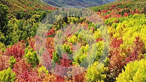 Drone Aerial Above Mountain Forest With Autumn Colors on Trees