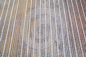 Drone Aerial Farmfield View, top down texture background, shot in Algarve region, Portugal photo