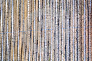 Drone Aerial Farmfield View, top down texture background, shot in Algarve region, Portugal photo