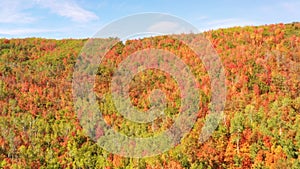 Drone Aerial Flying Fast Over Colorful Autumn Forest Over Moutain Ridge on a Sunny Day