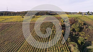 drone aerial footage wineyard plants village winningen Famous German Wine Region Moselle River with highway bridge A61