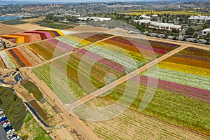 Drone, aerial shot of Carlsbad Flower Fields on a sunny day