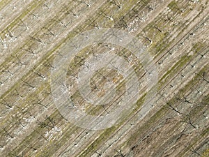 Drone aerial shot of cherry tree cultivation in a fruit farm.