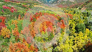 Drone Aerial Towards Forest of Autumn Colored Trees at Day