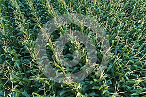 drone aerial view of a cornfield in august