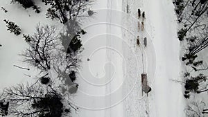 Drone Aerial view of dogsledding handler with team of trained husky dogs mountain pass, husky dog sled riding in winter