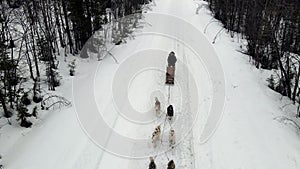 Drone Aerial view of dogsledding handler with team of trained husky dogs mountain pass, husky dog sled riding in winter