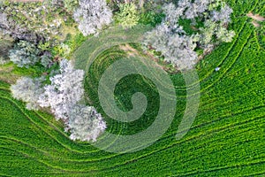 Drone aerial view of green meadow agriculture field and blooming almond tree. Spring season outdoor