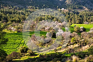 Drone aerial view of green meadow agriculture field and blooming almond tree. Spring season outdoor